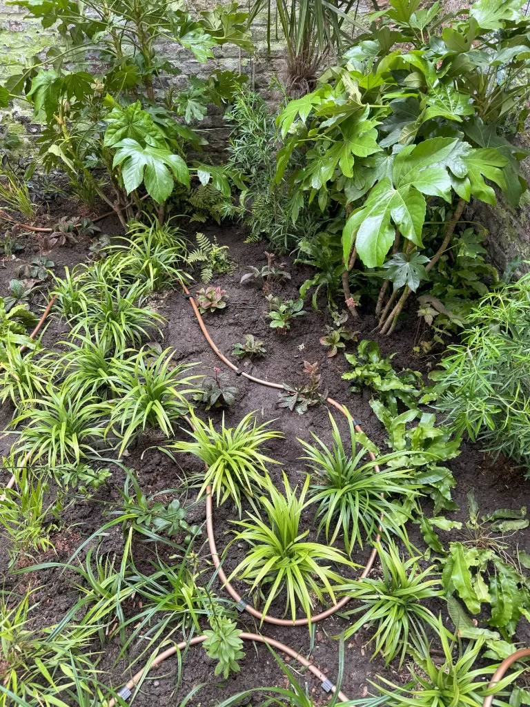 Jardin jungle a bruxelles (3) bis.webp